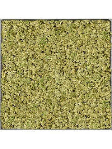 Картина из мха nova frame natural-concrete 100% reindeer (oldgreen) Картина из мха nova frame natural-concrete 100% reindeer (oldgreen)