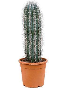 Пахицереус Прингла Пахицереус Прингла