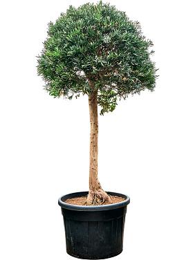 Подокарпус крупнолистный Подокарпус крупнолистный