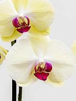 Фаленопсис микс 2 ствола H70 D12 см