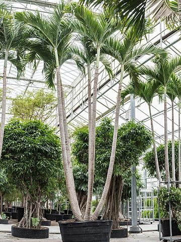 Вейтчия Мерилли (Адонидия) 5 стволов