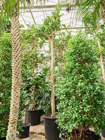 Фикус Лирата Фикус Лирата