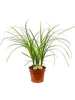 Нолина (Бокарнея отогнутая) 3 луковицы H45 D12 см Нолина (Бокарнея отогнутая) 3 луковицы H45 D12 см