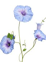 Вьюнок голубой искусственный H107 см