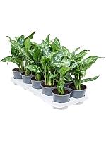 Аглаонема Мария H25 D11 см