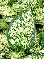 Аглаонема Вайт Даймонд H30 D13 см