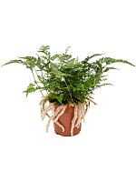 Даваллия Хумата Таермани H25 D12 см