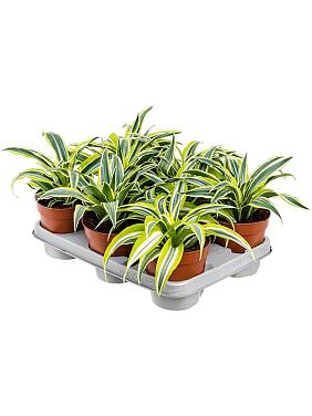 Драцена Фрагранс Сюрприз