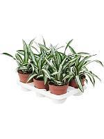 Драцена Фрагранс Грин Вайт H27 D12 см