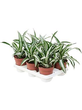 Драцена Фрагранс Грин Вайт Драцена Фрагранс Грин Вайт