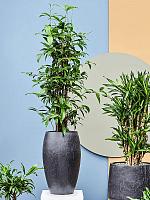 Драцена Суркулоза Годсефа H130 D27 см