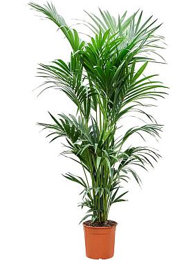 Ховея Форстера