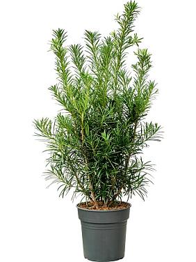 Подокарпус крупнолистный Подокарпус крупнолистный