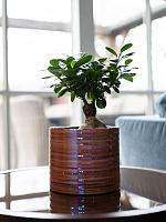 Кашпо Didi pot pearl pink D11 H11 см