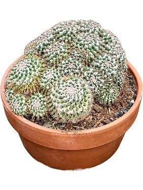 Маммиллярия Карвинского Маммиллярия Карвинского