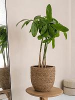 Кашпо Bohemian cody l straw grass D33 H32 см Кашпо Bohemian cody l straw grass D33 H32 см