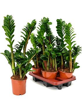 Замиокулькас Зензи Замиокулькас Зензи