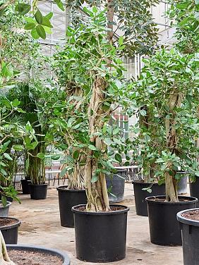 Фикус Бенгальский Одри