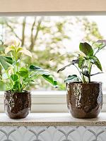 Кашпо Brian pot desert D17 H14 см