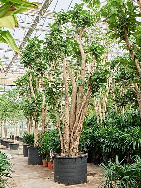 Фикус Лирата многоствольный