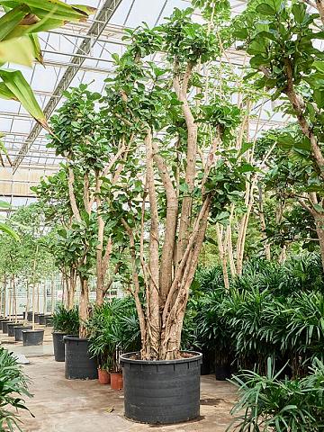 Фикус Лирата многоствольный Фикус Лирата многоствольный