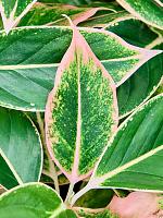 Аглаонема Сиам Пинк H30 D13 см
