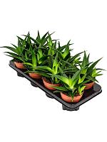 Хавортия Пентагона Вест Джого H25 D12 см