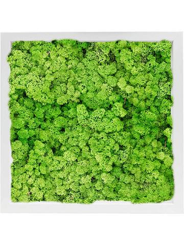 Картина из мха mdf ral 9010 satin gloss 100% reindeer moss (light grass green) Картина из мха mdf ral 9010 satin gloss 100% reindeer moss (light grass green)