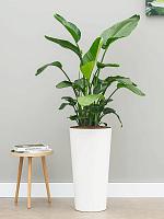 Стрелиция Николая H190 D30 см