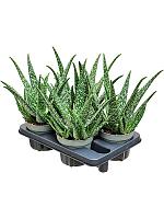 Алоэ Тропикал H40 D14 см