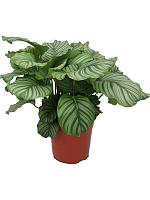 Калатея Орбифолия H60 D24 см
