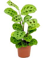 Маранта Керховена беложильчатая H35 D12 см