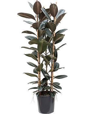 Фикус Эластика Абиджан 3 ствола Фикус Эластика Абиджан 3 ствола