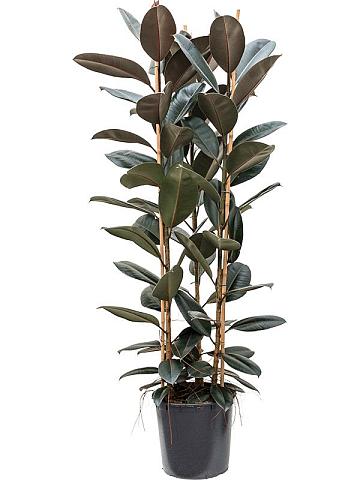 Фикус Эластика Абиджан 3 ствола