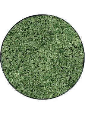 Картина из мха nova frame anthracite-concrete 100% reindeer moss (moss green) Картина из мха nova frame anthracite-concrete 100% reindeer moss (moss green)