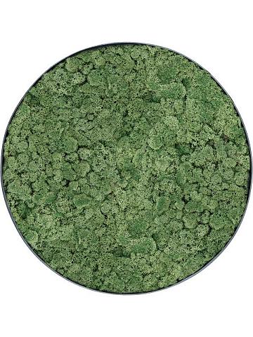 Картина из мха nova frame anthracite-concrete 100% reindeer moss (moss green) Картина из мха nova frame anthracite-concrete 100% reindeer moss (moss green)