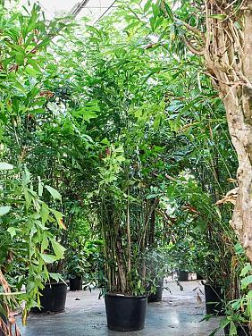 Кариота Митис мягкая