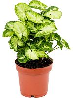 Сингониум Пикси H25 D12 см