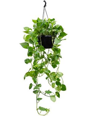 Эпипремнум Золотистый ампельный