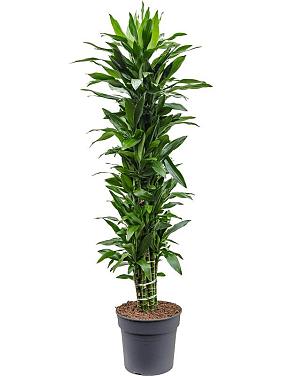 Драцена Фрагранс Джанет Линд разветвленная Драцена Фрагранс Джанет Линд разветвленная