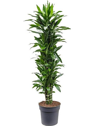 Драцена Фрагранс Джанет Линд разветвленная Драцена Фрагранс Джанет Линд разветвленная