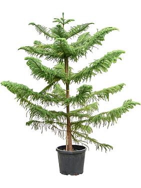 Араукария разнолистная Хетерофилла