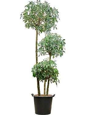 Шеффлера Компакта 3 стволов Шеффлера Компакта 3 стволов