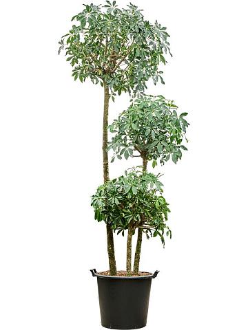 Шеффлера Компакта 3 стволов Шеффлера Компакта 3 стволов