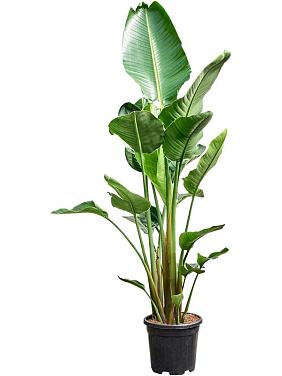 Стрелиция Николая Стрелиция Николая