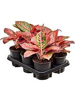 Аглаонема Бьюти H30 D13 см