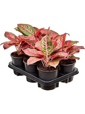 Аглаонема Бьюти