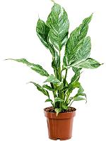 Спатифиллум Даймонд H40 D12 см