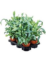 Флебодиум Блю Стар золотистый H30 D12 см