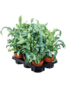 Флебодиум Блю Стар золотистый Флебодиум Блю Стар золотистый